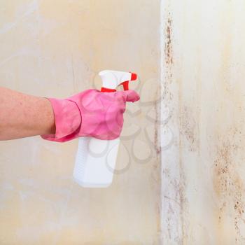 removing of mold from room wall with chemical liquid spray