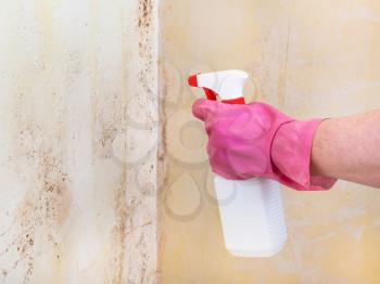 killing of mold on room wall with chemical liquid spray
