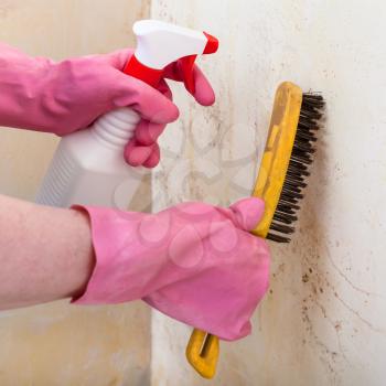 removing of mold from room wall with chemical liquid spray and metal brush