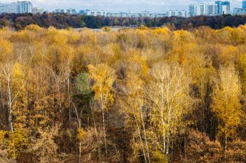 edge of forest and city on horizon in autumn day