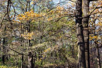 oak tree branch with yellow leaves in woods in sunny autumn day