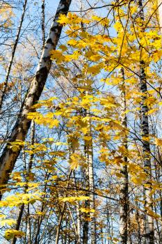 maple tree branch with yellow leaves and birch trunks in urban park in sunny autumn day