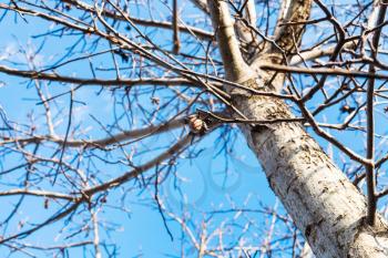 last nut on bare walnut tree in sunny autumn day