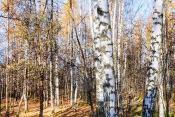 birch grove in urban park in sunny autumn day