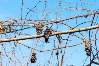 red grapes dry in the vineyard in sunny autumn day
