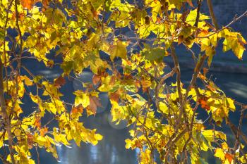 travel to Italy - yellow leaves sycamore tree illuminated by autumn sun over Tiber River in Rome