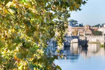 travel to Italy - branch of sycamore tree and Tiber River with Holy Angel Bridge in Rome in autumn