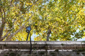 travel to Italy - yellow sycamore trees over walls of Tiber River waterfront in Rome in autumn
