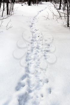 human footprints in fresh snow in forest in winter day