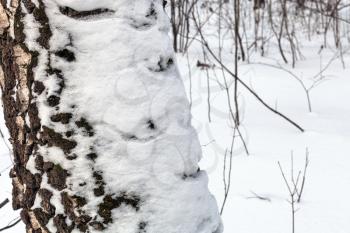 snow covered tree trunk close up in winter forest