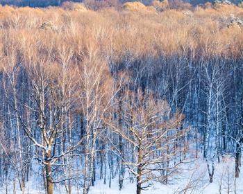 above view of tree crowns in forest illuminated by sunlight in cold winter day