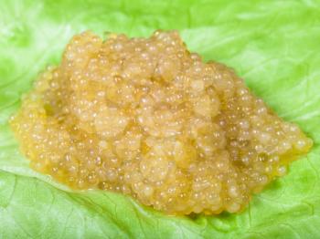 pile of salty yellow caviar of pike fish on green lettuce