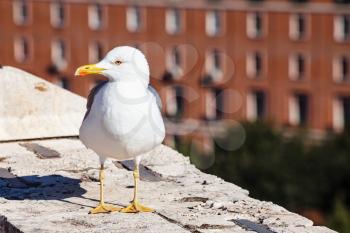 travel to Italy - urban seagull on wall of Castle St Angel in Rome city
