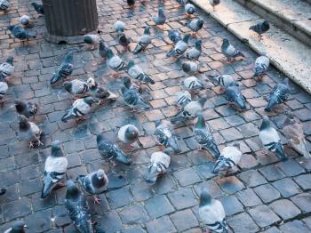 Travel to Italy - urban pigeons on Piazza della Rotonda in Rome city in winter