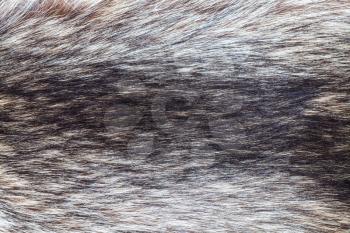 textile background - raw raccoon fur close up