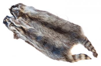 material for fur clothing - two natural raccoon pelts