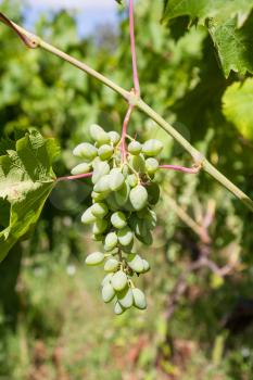 agricultural tourism in Italy - bunch of white grapes close up on vineyard in wine region Etna in Sicily