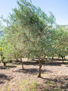 agricultural tourism in Italy - green olive tree in garden in Sicily
