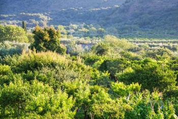 agricultural tourism in Italy - rural landscape with green orchard in Sicily