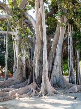 oldest tree in Palermo city in public garden Giardino Garibaldi on Piazza Marina is Palermo, this is ficus macrophylla tree 25m-high, 150-year-old