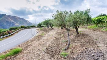 agricultural tourism in Italy - olive trees and vineyard on roadside in Sicily