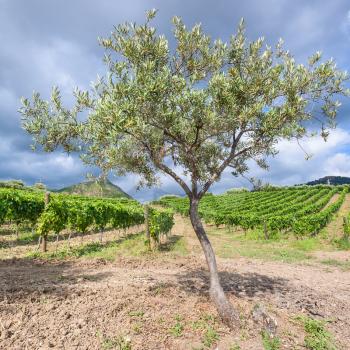 agricultural tourism in Italy - olive tree near vineyards in Etna region in Sicily