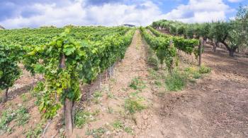 agricultural tourism in Italy - green vineyard and olive trees garden in Etna region in Sicily