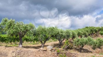 agricultural tourism in Italy - olive trees in garden in Etna region of Sicily