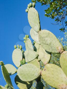 travel to Italy - opuntia cactus in summer day in Sicily