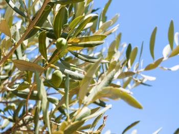 agricultural tourism in Italy - olives on olive tree close up in Sicily