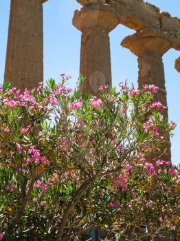 travel to Italy - oleander tree near Temple of Juno (Hera) in Valley of the temples in Agrigento in Sicily