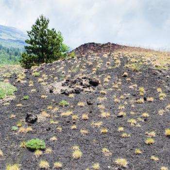 travel to Italy - vegetation on slope of old volcanic crater of Etna mount in Sicily