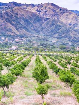 agricultural tourism in Italy - tangerine orchard in Alcantara region of Sicily