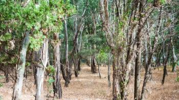 travel to Italy - Eucalyptus grove near Fiumefreddo di Sicilia village in Sicily