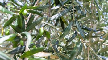 agricultural tourism in Italy - branches with green olives on tree in garden in Sicily