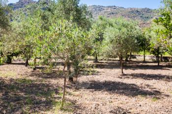 agricultural tourism in Italy - grove of young olive trees in garden in Sicily