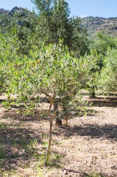 agricultural tourism in Italy - young olive tree in garden in Sicily