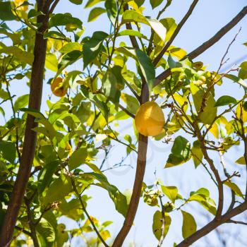 agricultural tourism in Italy - one ripe yellow lemon on tree in Sicily in summer