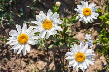 travel to Italy - Leucanthemum vulgare (ox-eye daisy, oxeye daisy) flowers in Sicily in summer