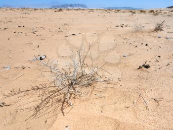 Travel to Middle East country Kingdom of Jordan - dried plants in Wadi Rum desert in sunny winter day