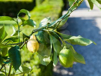 travel to Italy - fresh decorative lemon on tree in garden in Verona city in spring