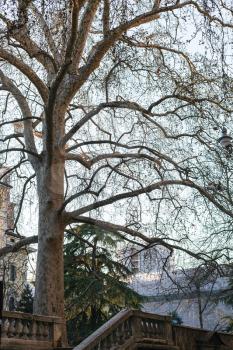 travel to Italy - sycamore tree on embankment in Verona city in spring evening