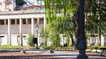 travel to Italy - duck and drake in urban public park Giardini Salvi (Garden of Valmarana Salvi) in Vicenza city in spring