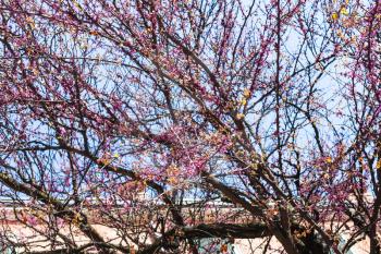 travel to Italy - pink flowers on cercis siliquastrum (judas tree) in Verona city in spring
