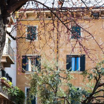 travel to Italy - blossoming cercis and acacia trees on street in Verona city in spring