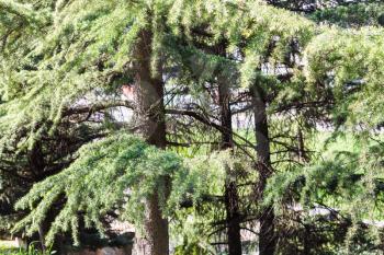 travel to Italy - pine trees in urban garden in Verona city in spring