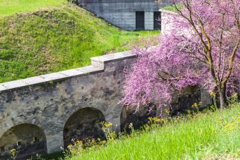 travel to Italy - flowering cercis tree and bastion walls in urban park in Verona city in spring