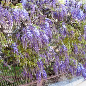 travel to Italy - blue flowers wisteria plant in urban garden in Mantua city in spring