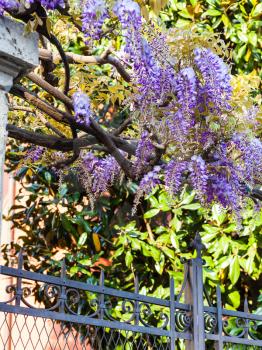 travel to Italy - blue flowers wisteria bush in urban garden in Mantua city in spring evening