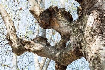 travel to Italy - trunk of sycamore tree in Giardini dell'Arena in Padua city in spring